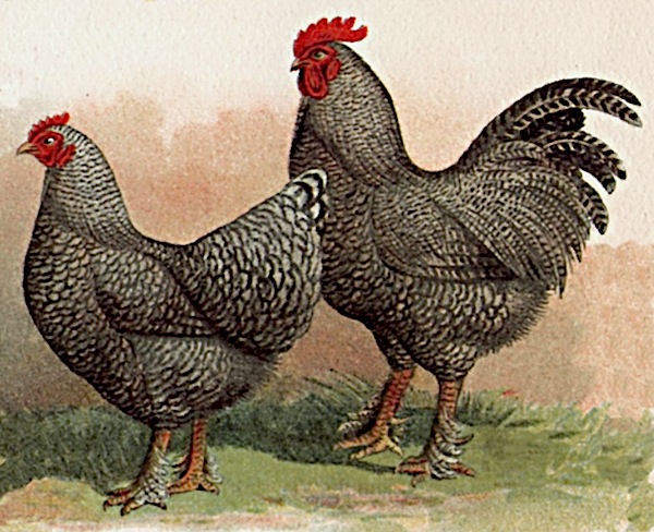 malines giant chicken breed