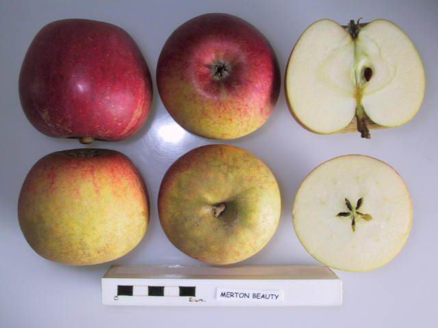 File:Cross section of Merton Beauty (LA 62A), National Fruit Collection (acc. 1973-138).jpg