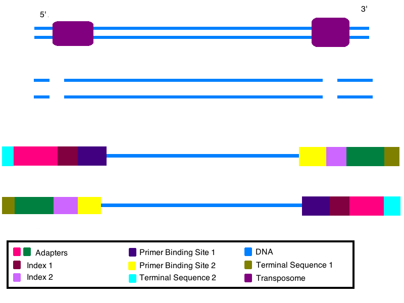 File:DNA prep for illumina sequencing.jpg