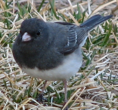 Dark_Eyed_​Junco_005