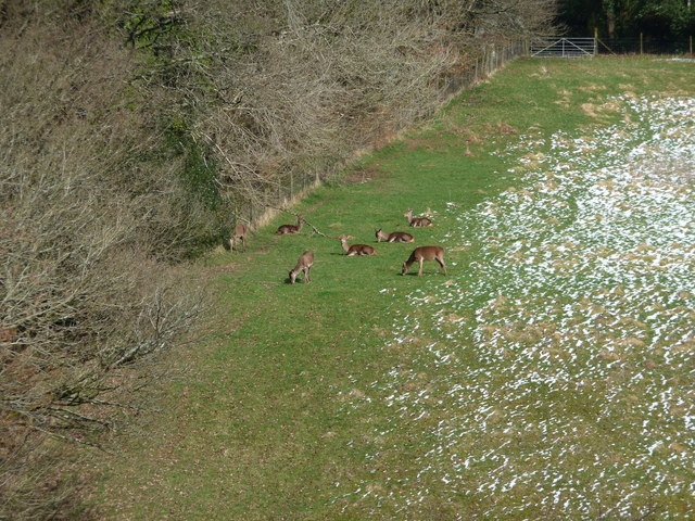 File:Deer grazing. - geograph.org.uk - 1202771.jpg