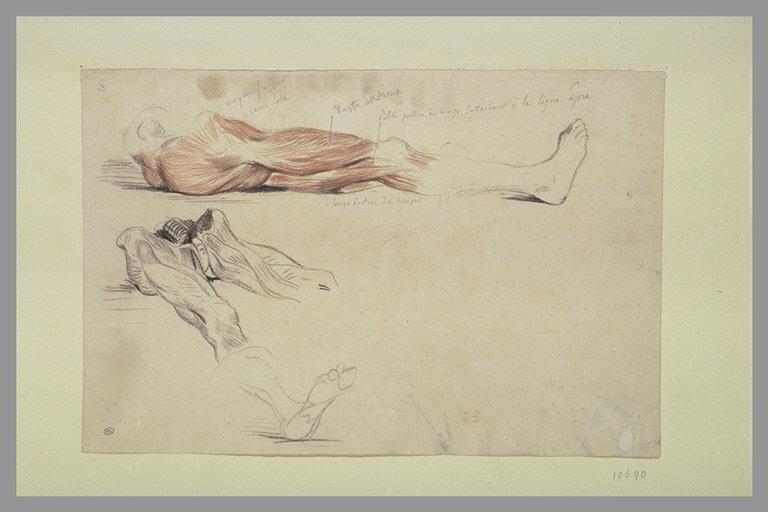 File:Delacroix - Ecorché sur le dos, bassin avec cuisses, RF 10690, Recto.jpg