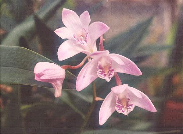 Four Pink Dendrobium Kingianum flowers