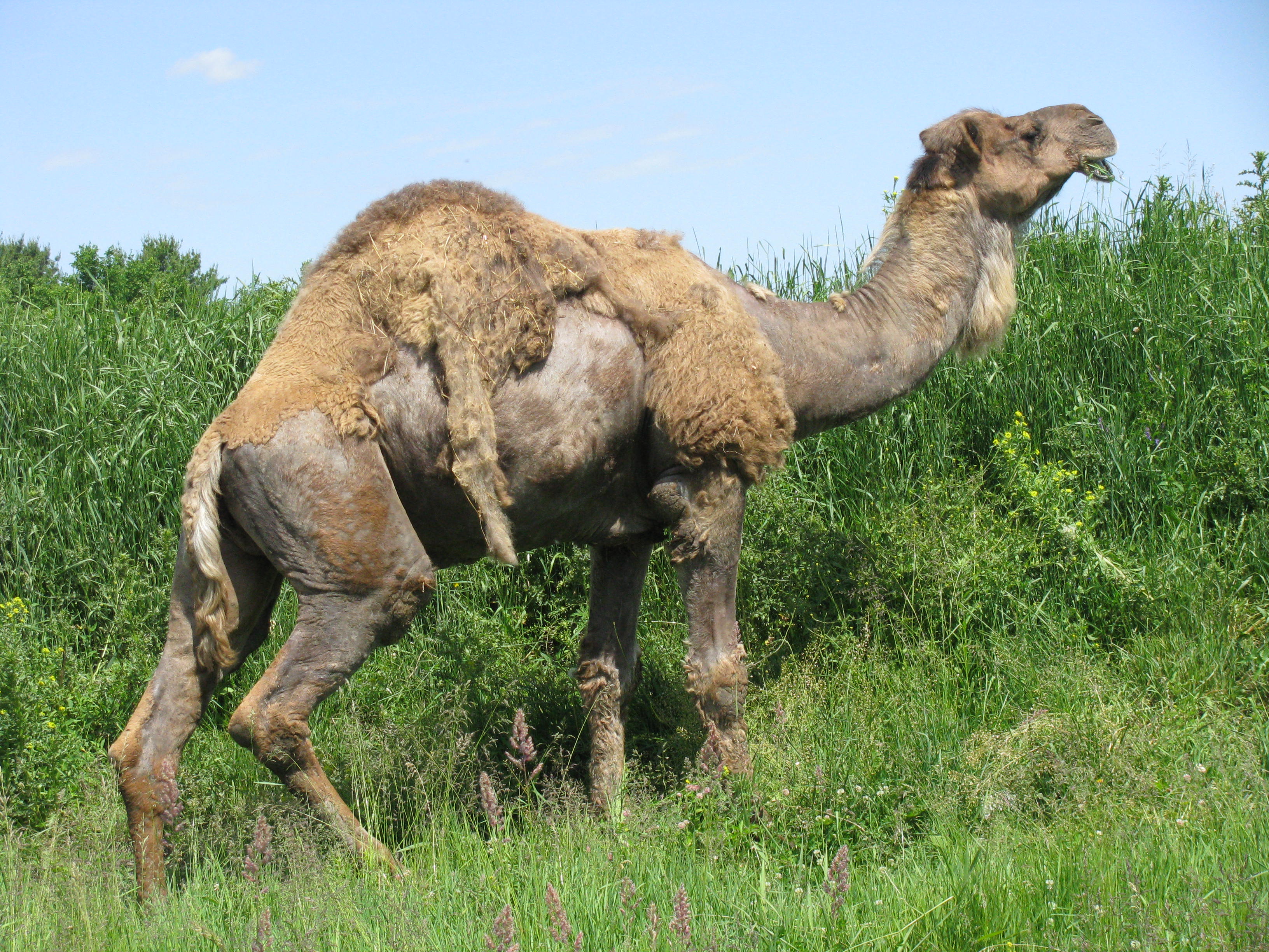 File Dromadaire Parc Safari Jpg Wikimedia Commons