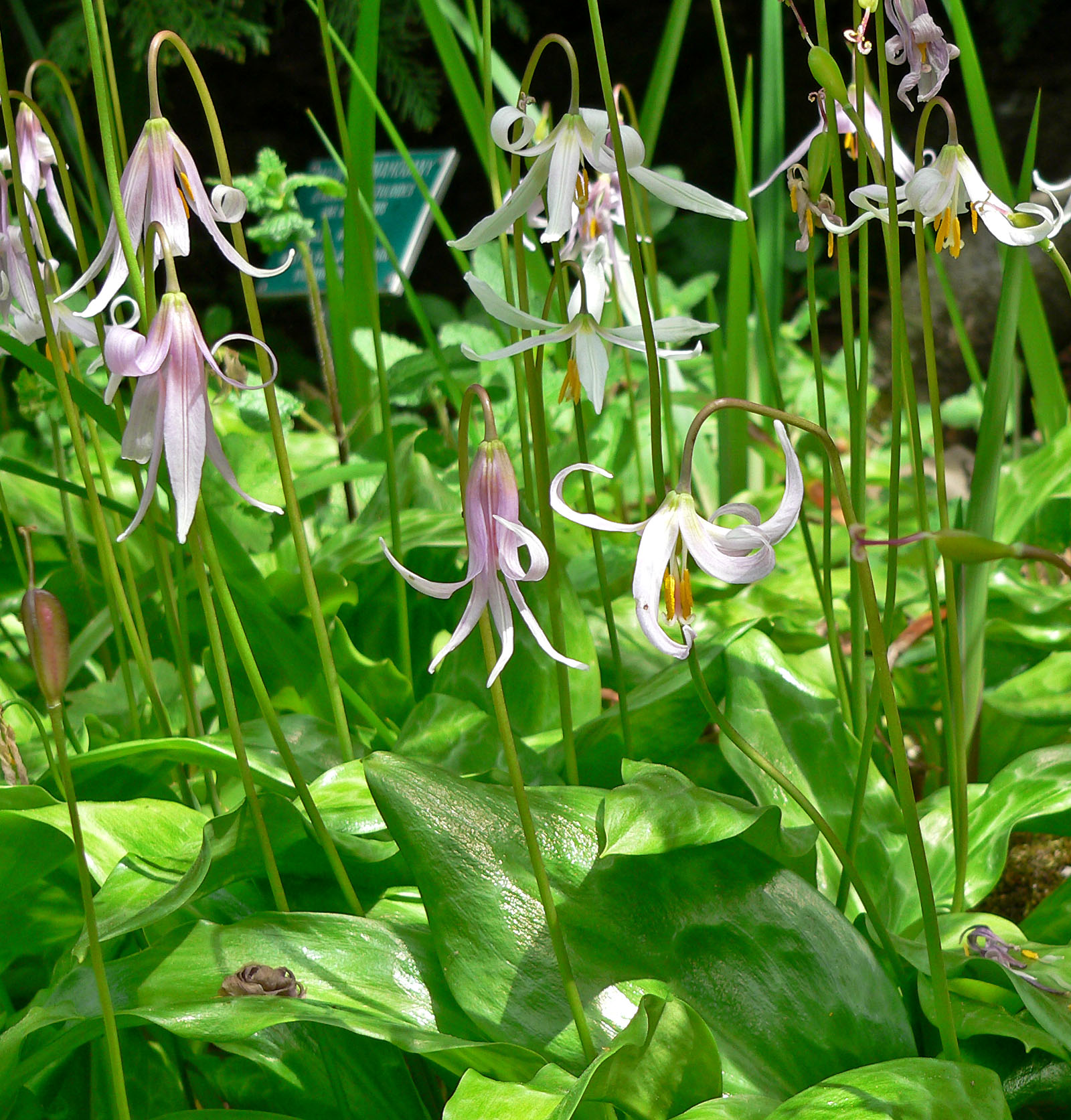 Эритрониум. Кандык (Erythronium). Эритрониум Кандык. Erythronium Revolutum. Кандык японский.