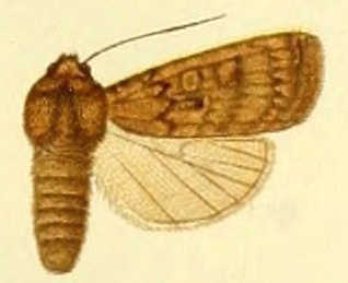 <i>Actebia opisoleuca</i> species of insect