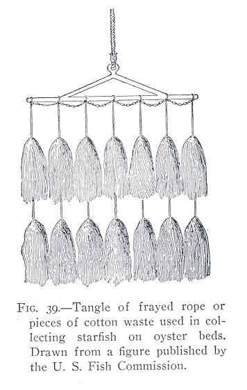 File:FMIB 35247 Tangle of frayed rope or pieces of cotton waste used in collecting starfish on oyster beds.jpeg