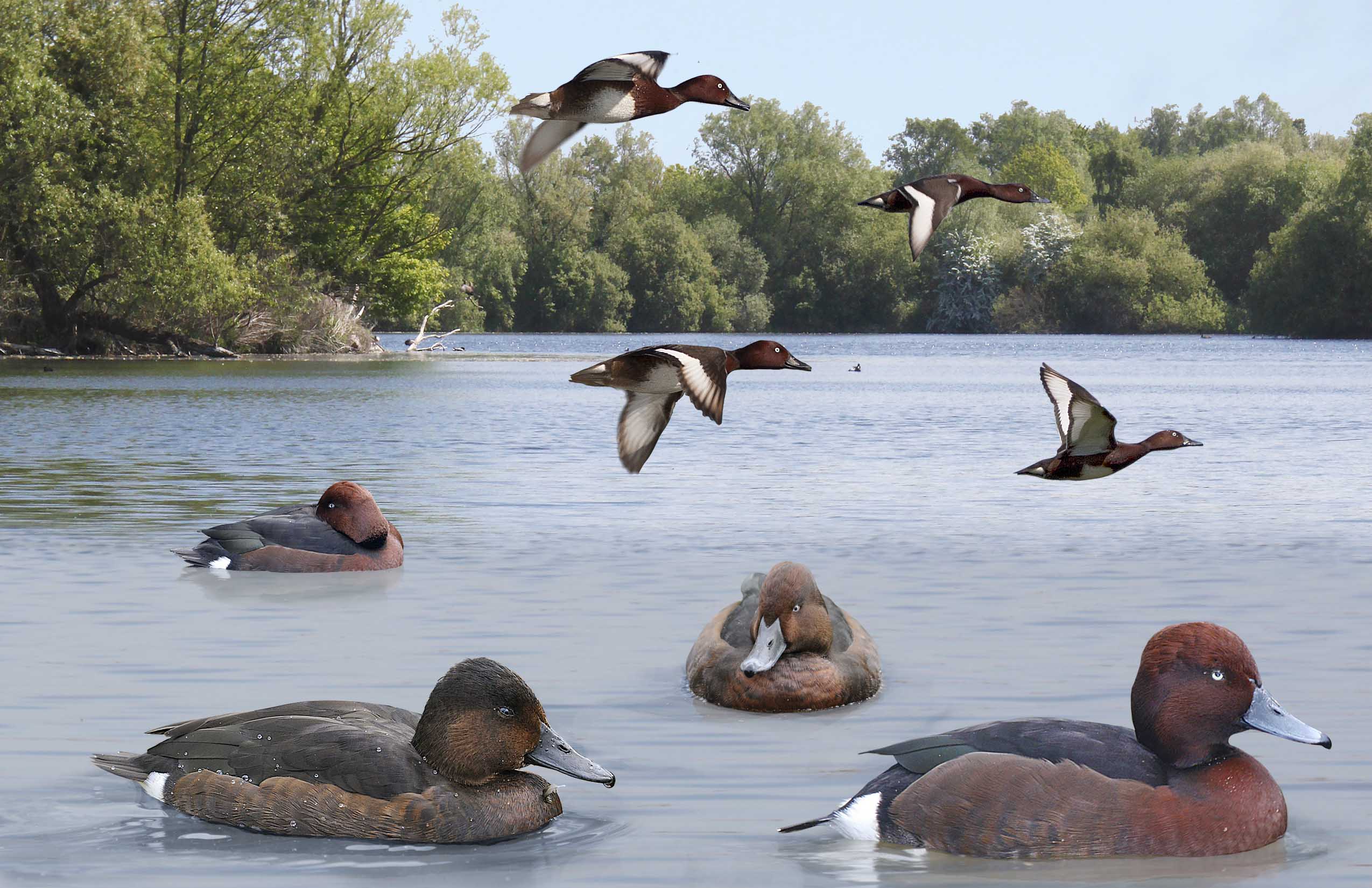 British Duck Identification Chart