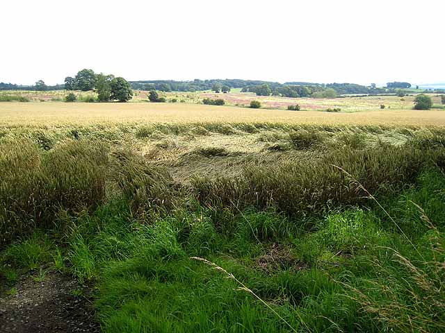 File:Flattened wheat - geograph.org.uk - 923072.jpg