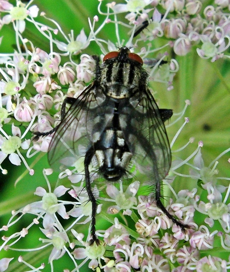 Fliege Faulensee.jpg. 