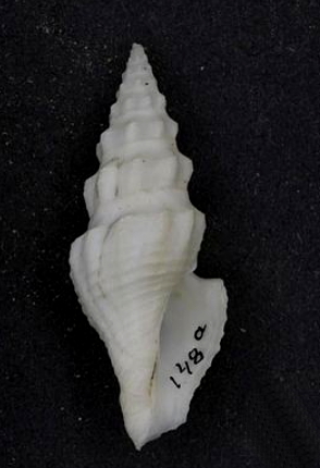 <i>Funa latisinuata</i> Species of gastropod