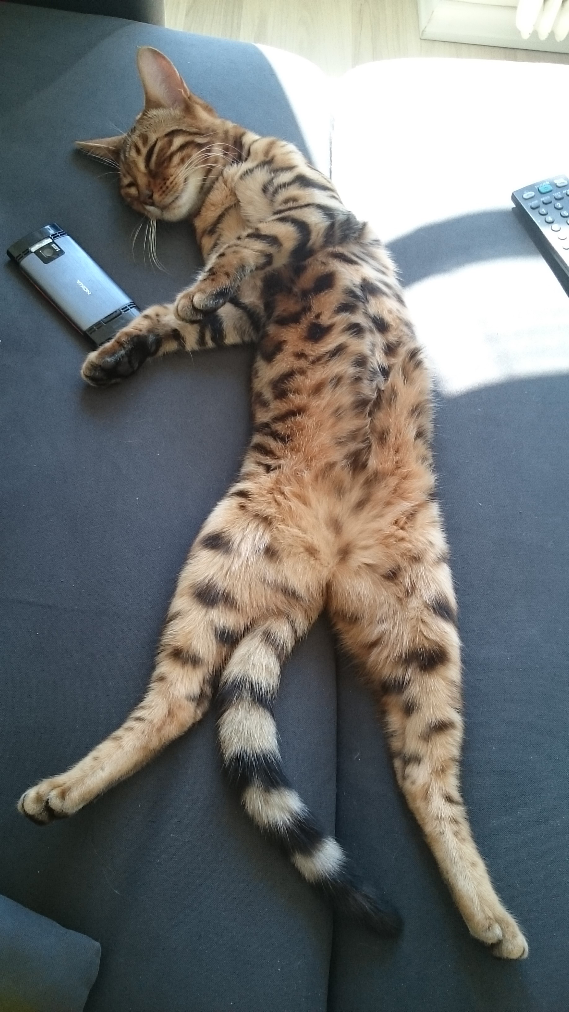 File Funny Cats Bengal Cat Is Resting Because Of Tired Jpg