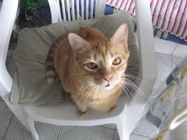 File:Gato Balu.JPG