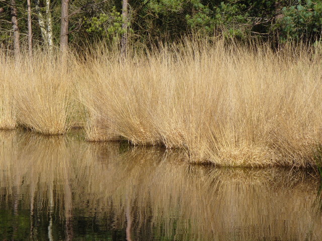 File:Grass by The Moat - geograph.org.uk - 691885.jpg