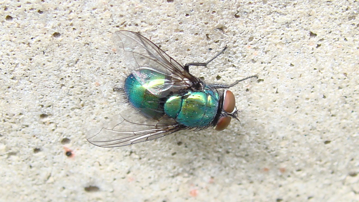 Флай зеленый. Green Fly. Fly the Greenest.