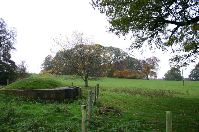 File:High Clump - geograph.org.uk - 279193.jpg