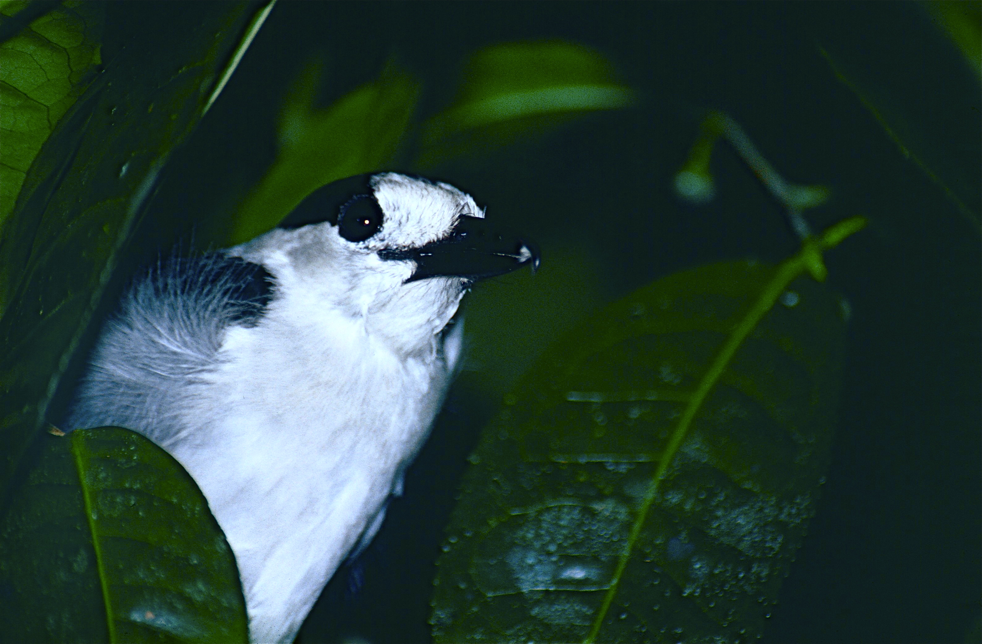 Hook-billed Vanga (Vanga curvirostris) male (9643017751).jpg