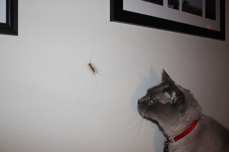 A cat staring at a house centipede on a wall.