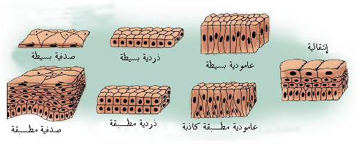 File:Illu epithelium ar.jpg