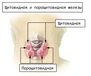 Курсовая работа по теме Щитоподібна залоза