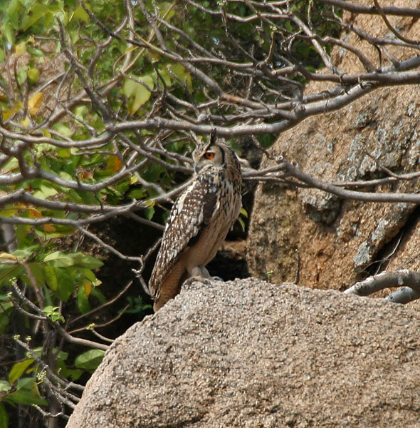 Indian Eagle Owl (Bubo bengalensis) in Bhongir, AP W IMG 3136.jpg