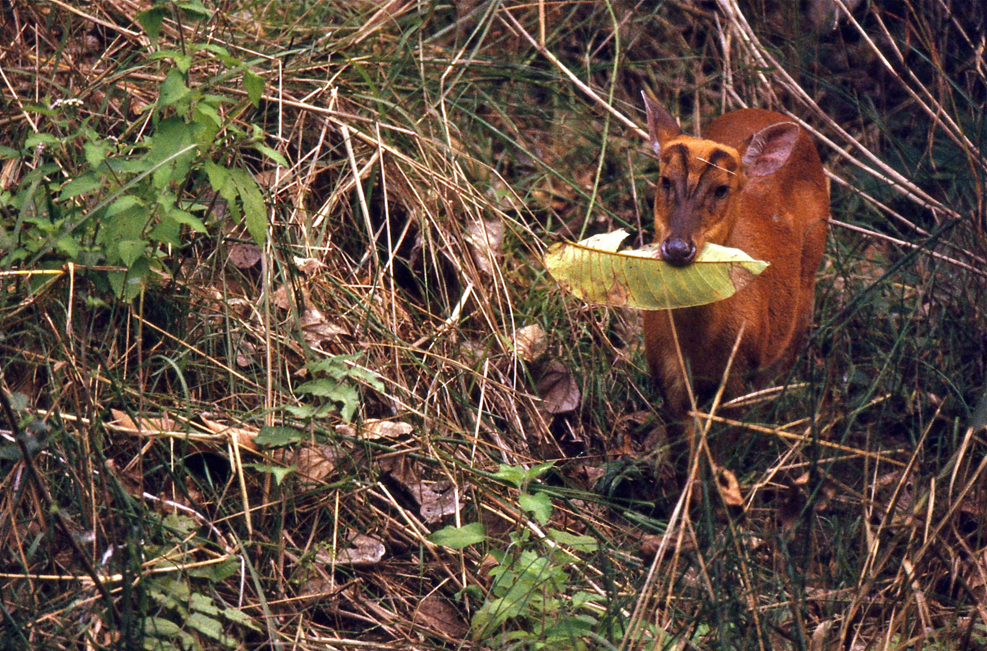 Indian Muntjac (Muntiacus muntjak) doe (20562093732).jpg