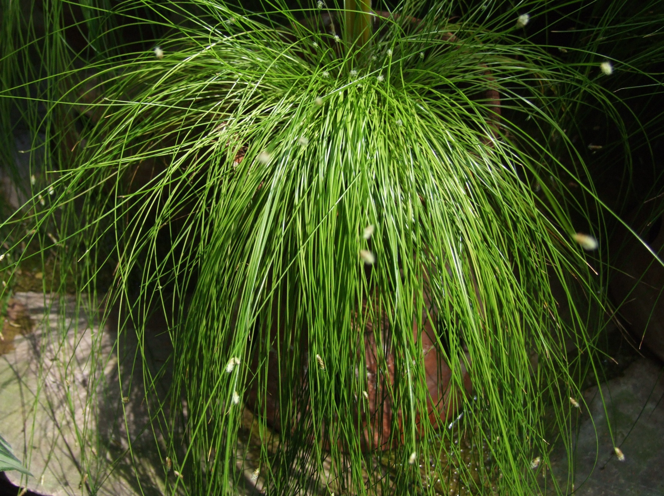 Live Wire ColorGrass® Isolepis