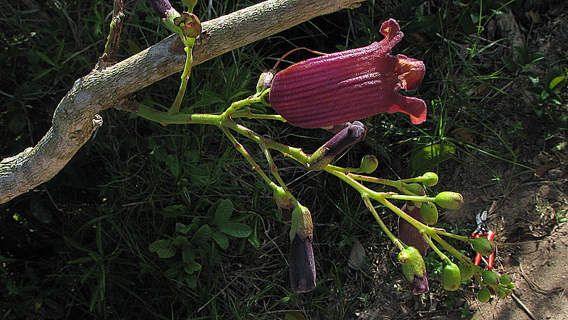 File:Jacaranda jasminoides (Thunb.) Sandwith (3154676748).jpg