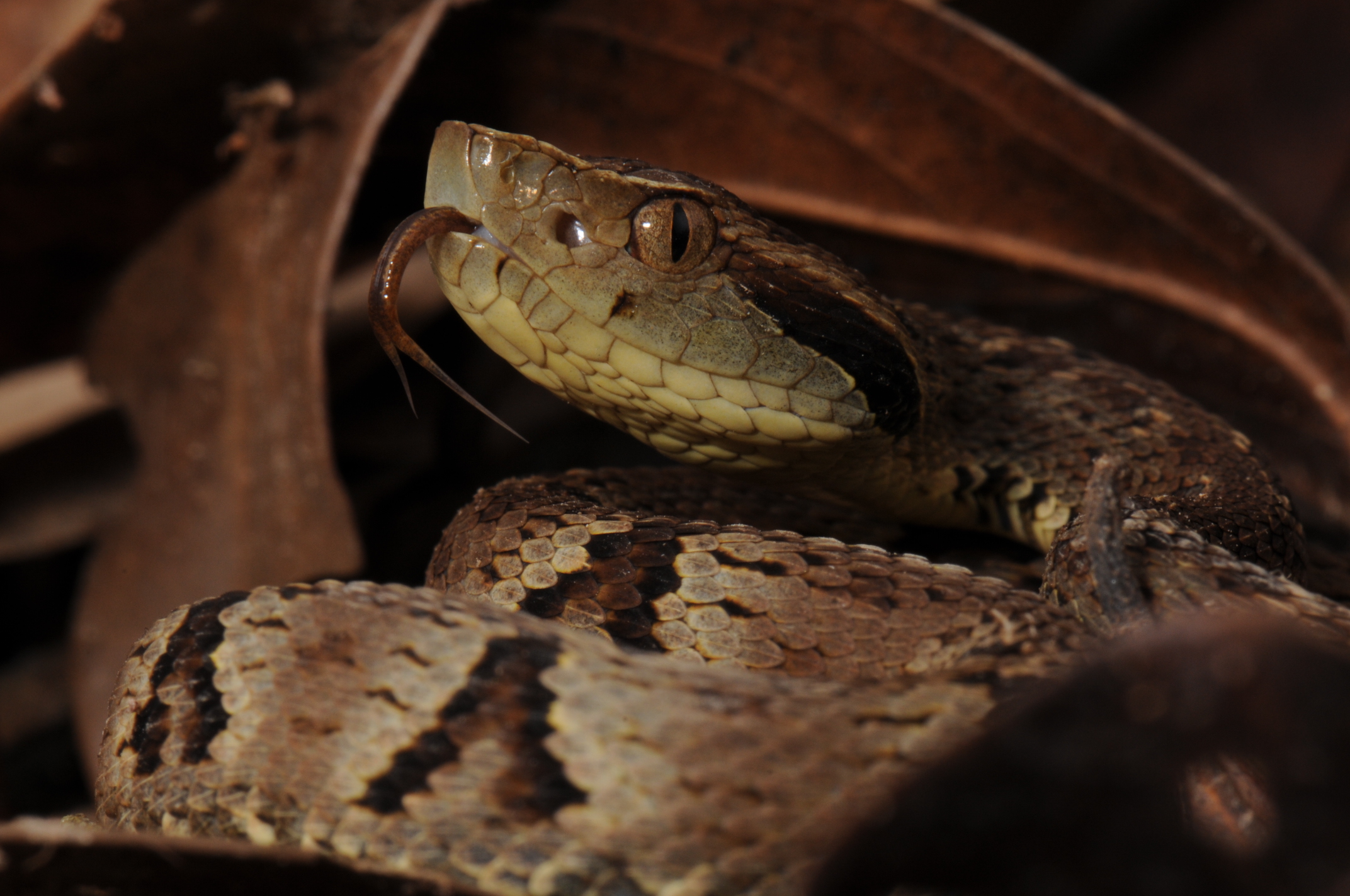 Jararaca - Bothrops jararaca - serpente venenosa - InfoEscola