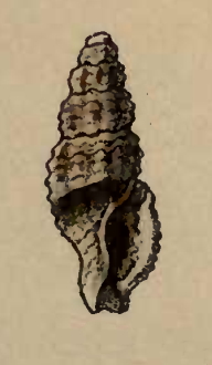 Kermia albifuniculata
