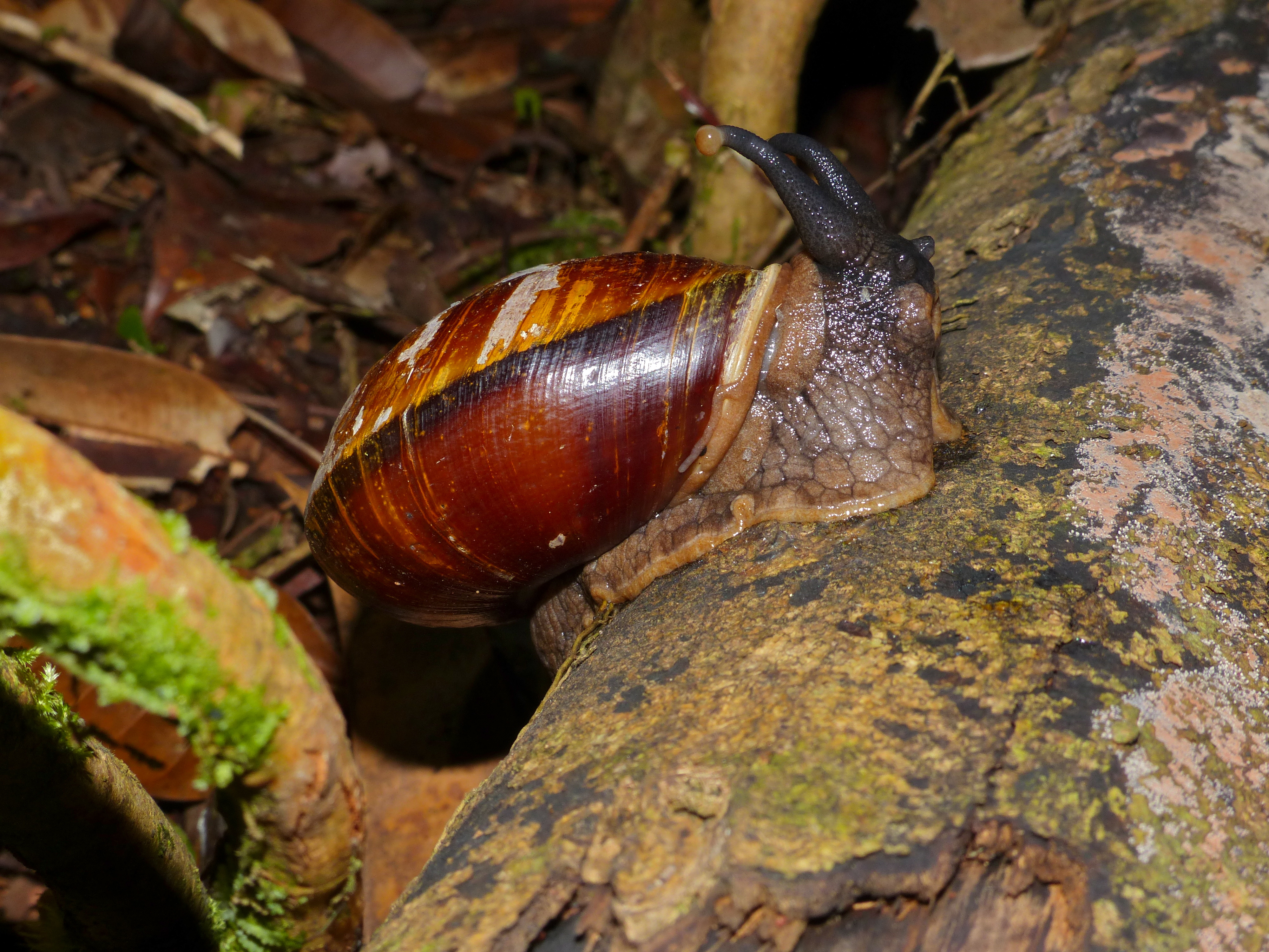 Land Snail (Bertia brookei) (15301058467).jpg