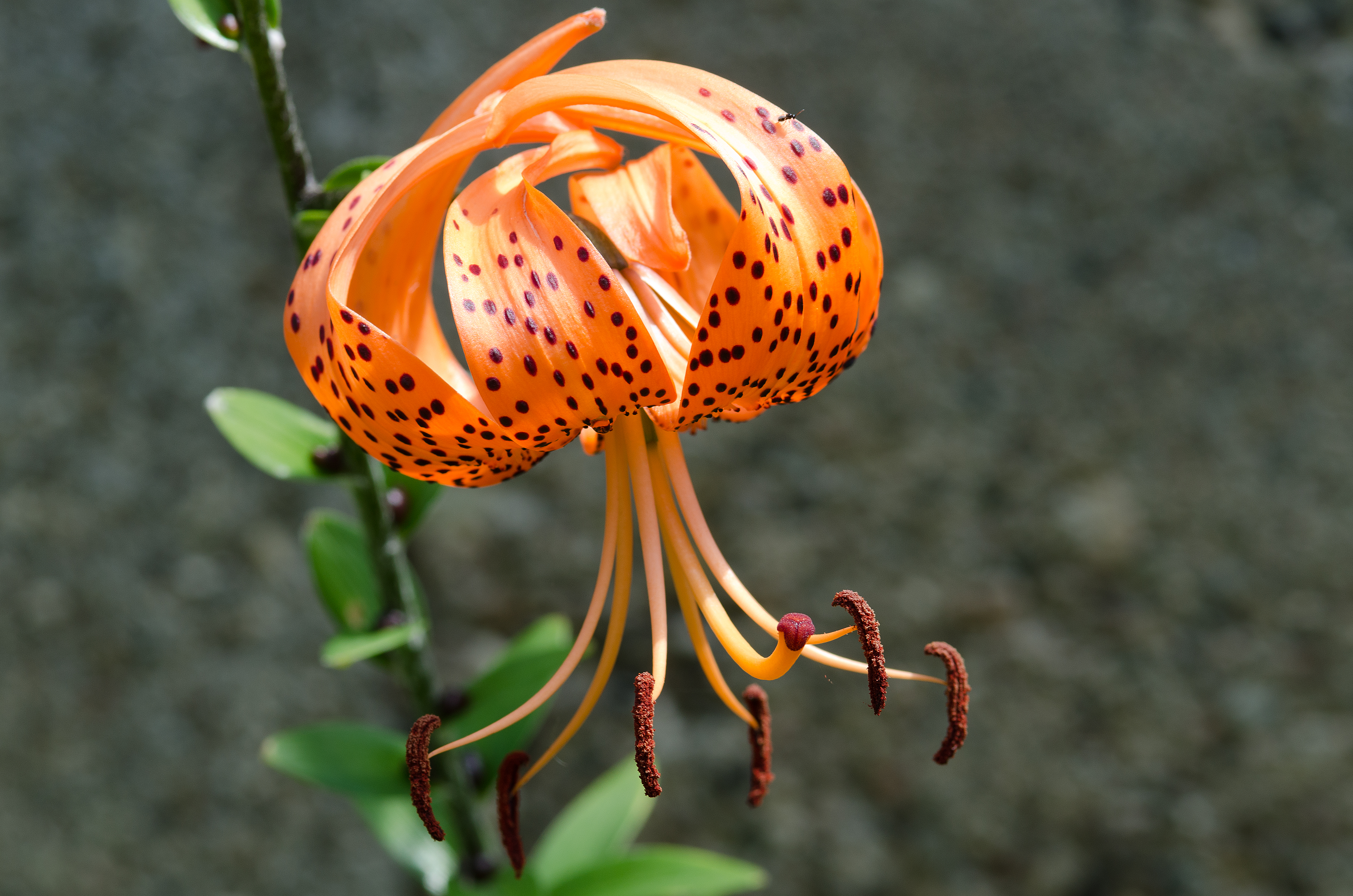 Lilium lancifolium   Wikipedia
