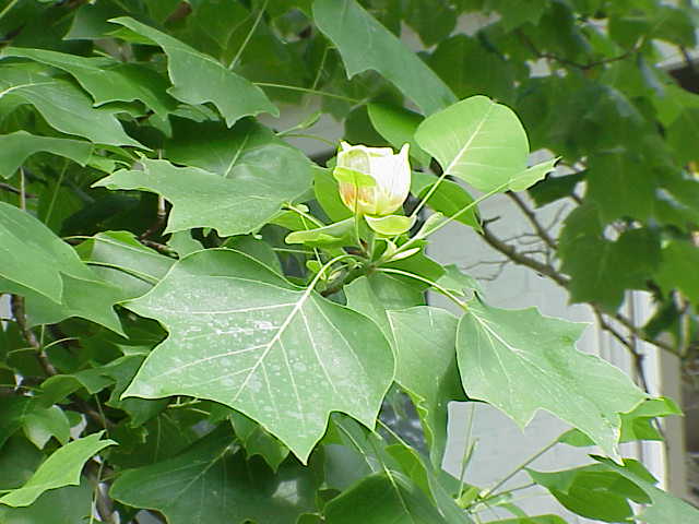 File:Liriodendron tulipifera4.jpg