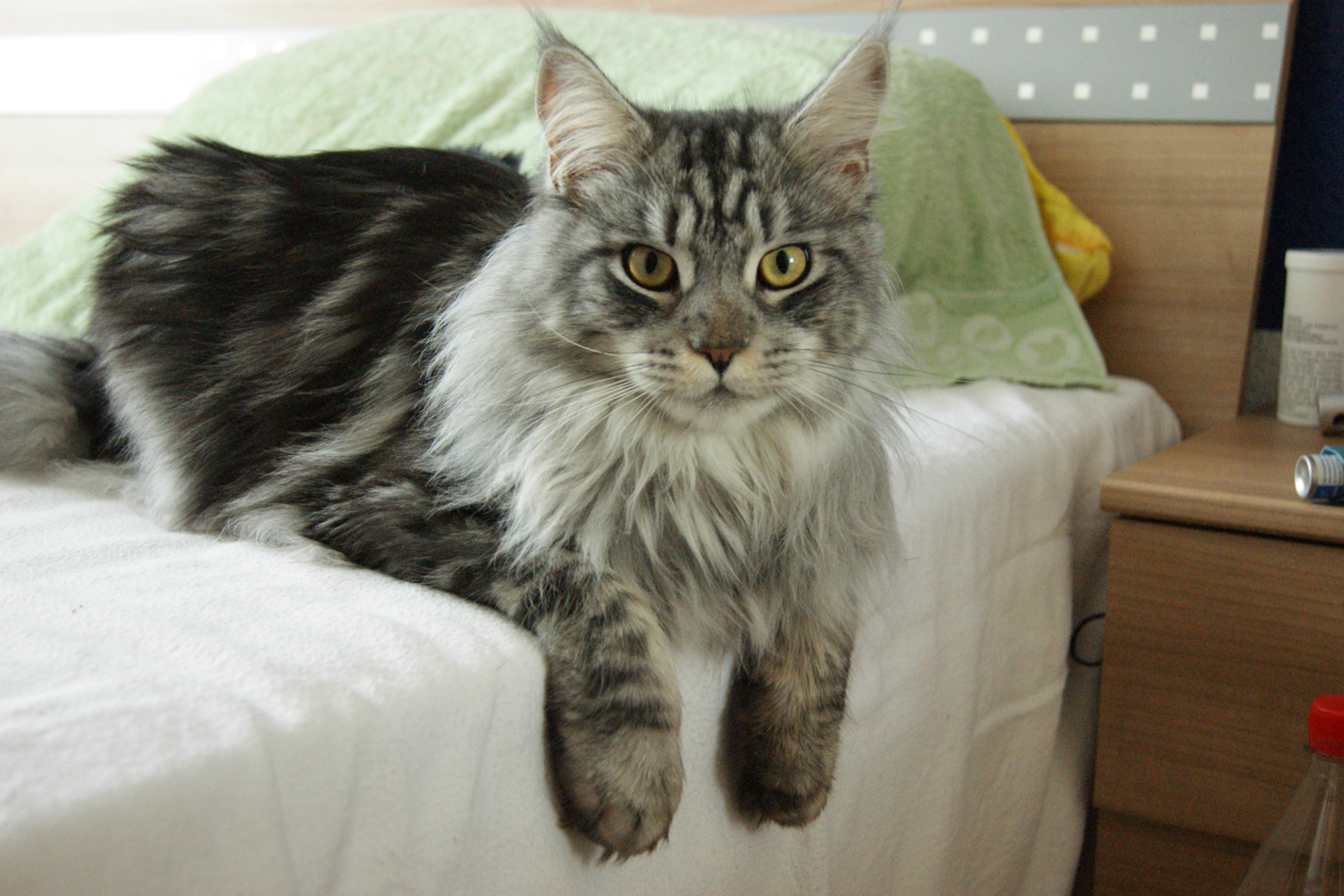 Adopt A Maine Coon - Maine Coon Fallen Male Angel Of CanaDian Summer 01