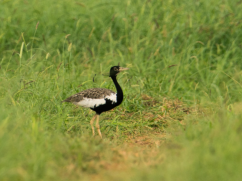 Male Lesser Florican (crop)