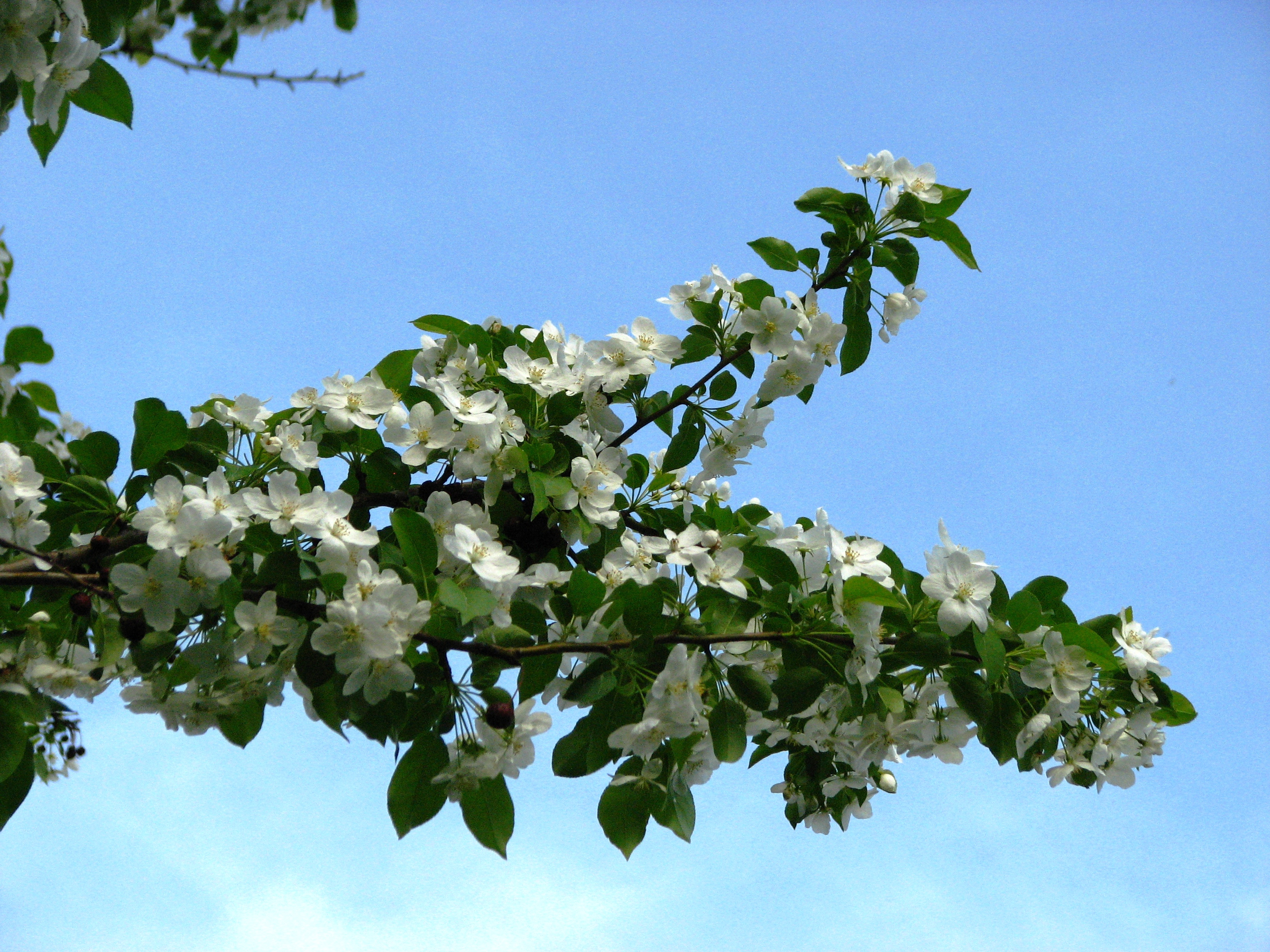 Blossom 3. Malus micromalus. Яблоня мелкоплодная. Яблоня Каидо. Яблоня малая - Malus x micromalus.