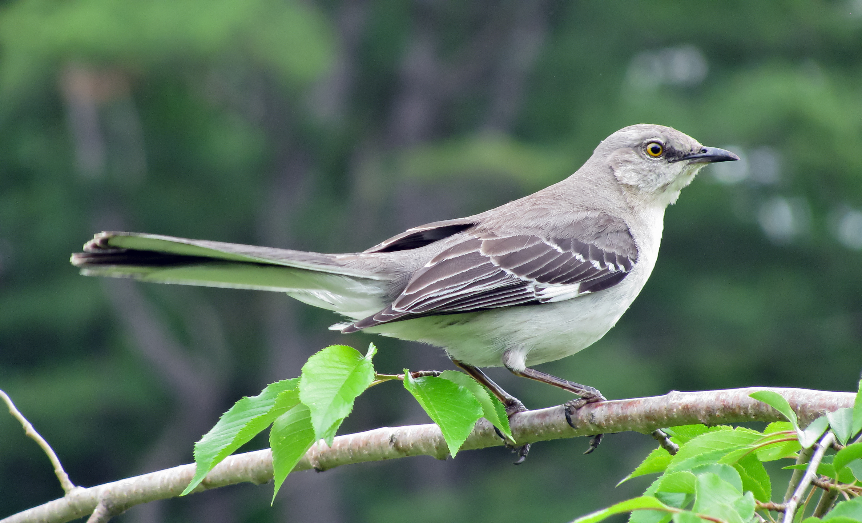 all about mockingbirds