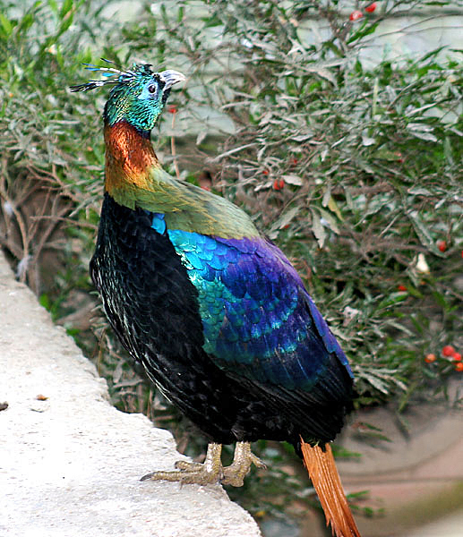 Himalayan Monal (Lophophorus impejanus) at Kufri