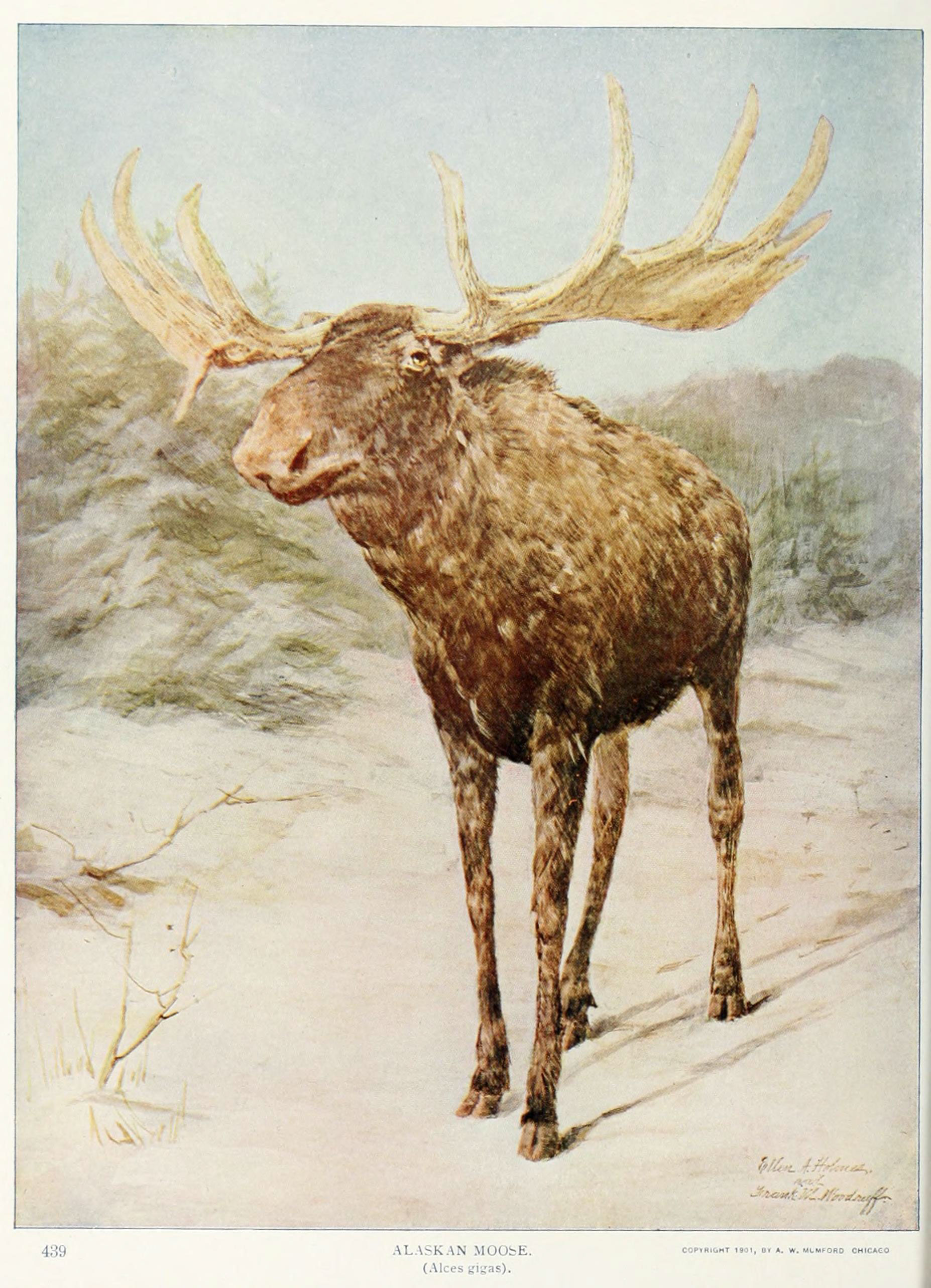 Keith Thompson Moose Print