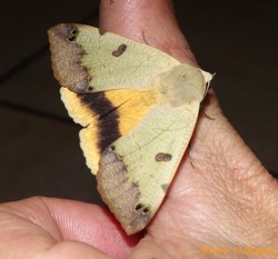 <i>Ophiusa</i> (moth) Genus of moths
