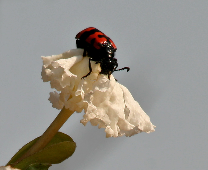 File:Orange Blister Beetle (Mylabris pustulata) on Dolichandrone falcata flower W2 IMG 7431.jpg