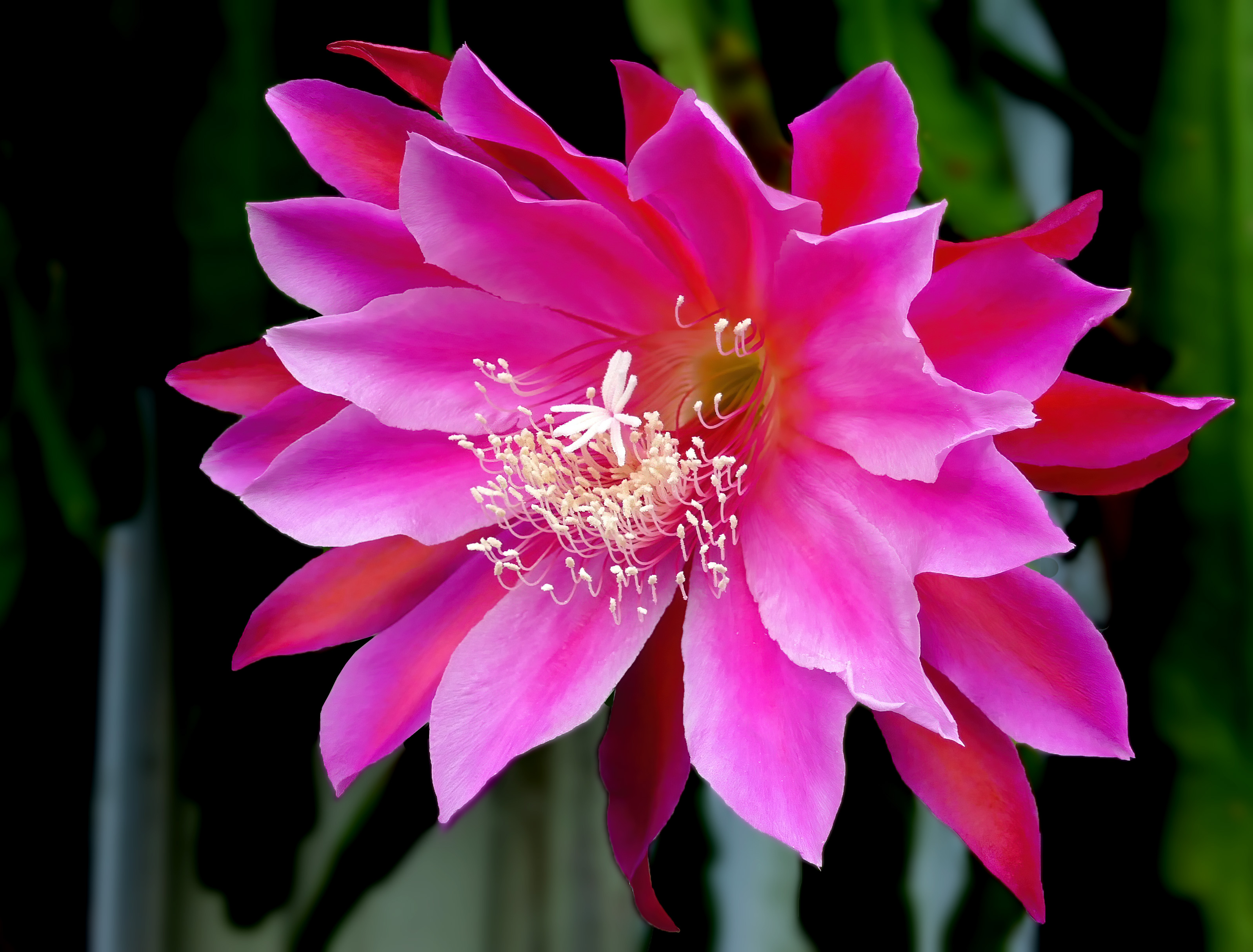 Orchid cactus - Wikipedia
