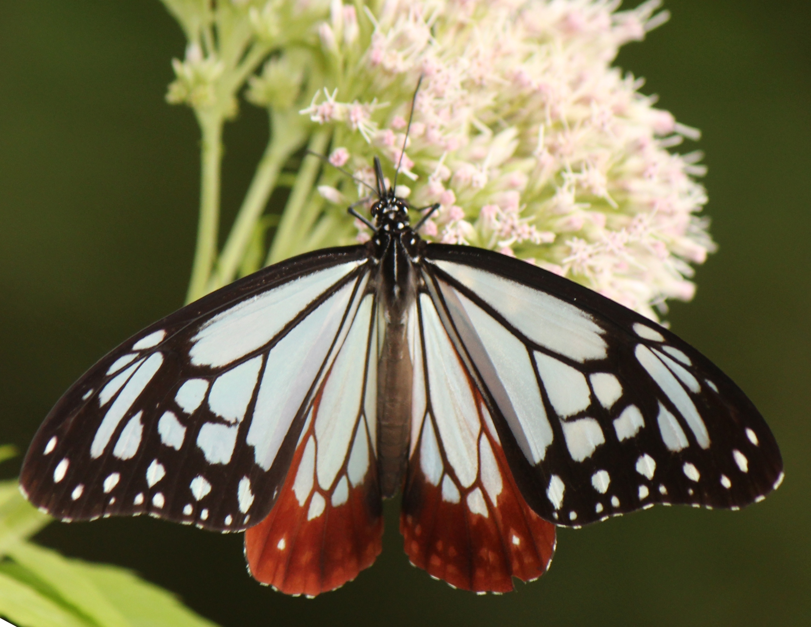 File:Parantica sita (feeding nectar s5).JPG - Wikimedia Commons