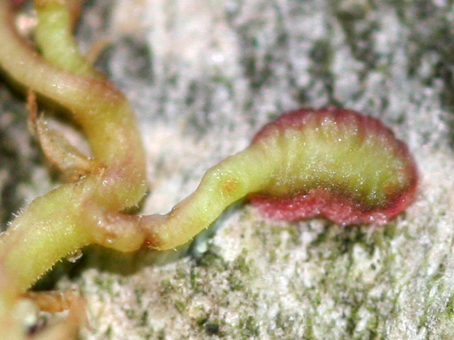 Parthenocissus quinquefolia - Wikipedia