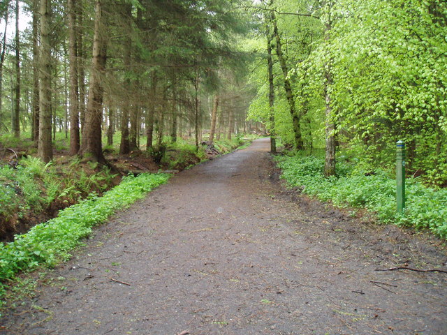 Path in Templeton Woods - geograph.org.uk - 3484513