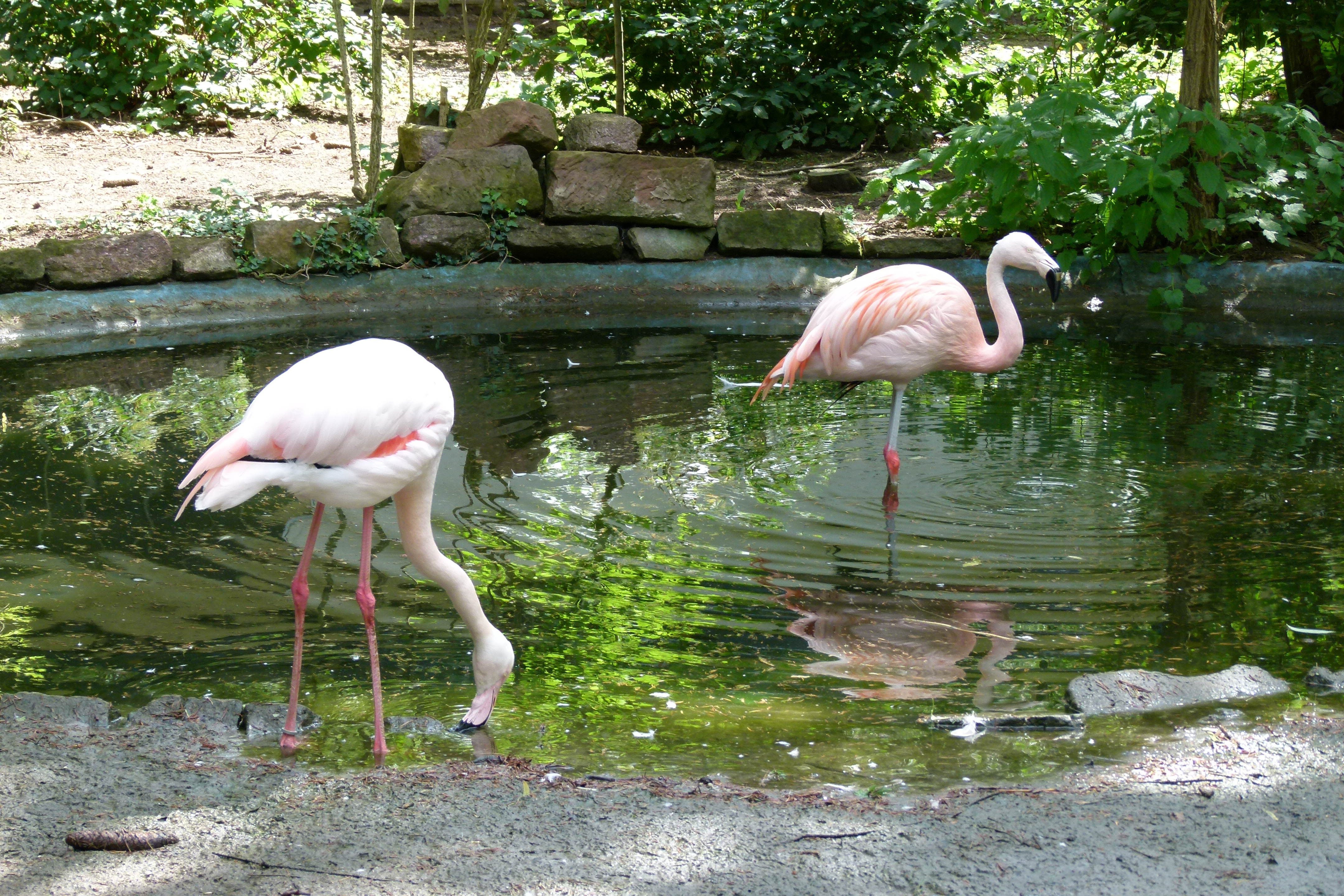 Flamingos (Phoenicopterus roseus, P. chilensis) at the Tierpark Fasanerie Groß-Gerau