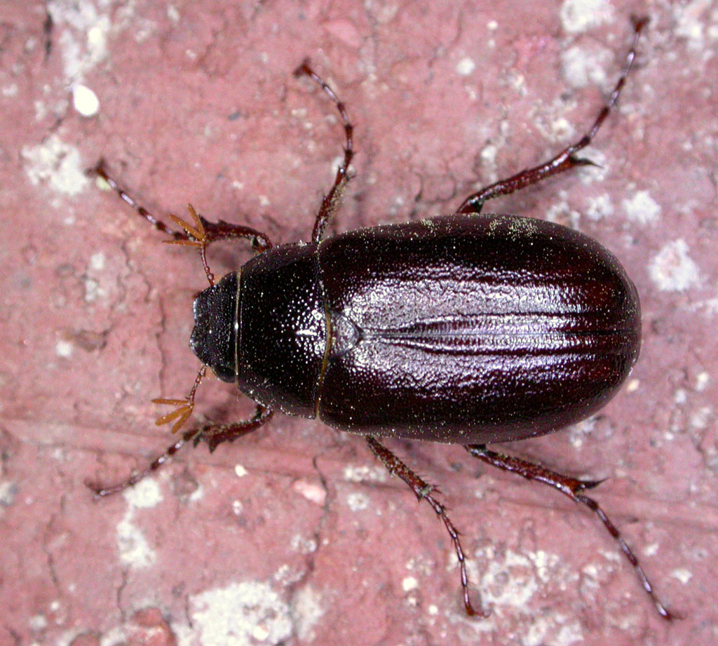 may beetle species name