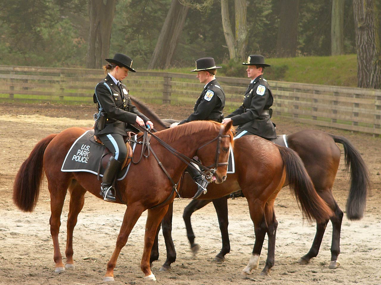 Mounted Police Patrol: A Tradition of Community Service ...
