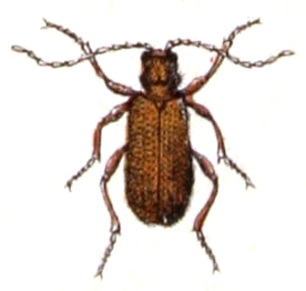 <i>Ptinus latro</i> Species of beetle