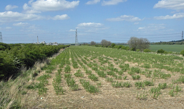 File:Regenerating Miscanthus Biofuel Crop - geograph.org.uk - 1299986.jpg